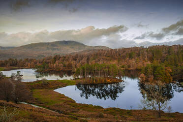 Tarn Hows at sunrise, Lake District National Park, UNESCO World Heritage Site, Cumbria, England, United Kingdom, Europe - RHPLF21797