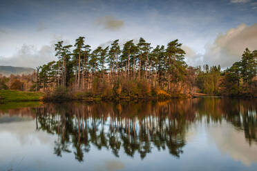 Tarn Hows at sunrise, Lake District National Park, UNESCO World Heritage Site, Cumbria, England, United Kingdom, Europe - RHPLF21798