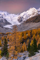 Herbstsonnenaufgang über dem schneebedeckten Piz Bernina und Palu, eingerahmt von Lärchen, Morteratsch, Kanton Graubünden, Schweiz, Europa - RHPLF21809