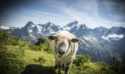 Porträt eines Schafes in den grünen Alpweiden, Murren Birg, Jungfrau Region, Kanton Bern, Schweizer Alpen, Schweiz, Europa - RHPLF21827