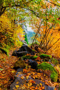 Herbstfarben im Mount Rainier National Park, Bundesstaat Washington, Vereinigte Staaten von Amerika, Nordamerika - RHPLF21830
