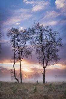 Misty cool Autumn daybreak at Strensall Common Nature Reserve near York, North Yorkshire, England, United Kingdom, Europe - RHPLF21831