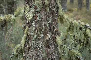 Baum mit alter Bartflechte (Usnea filipendula), Halbinsel Black Isle, Cromarty, Schottische Highlands, Schottland, Vereinigtes Königreich, Europa - RHPLF21844