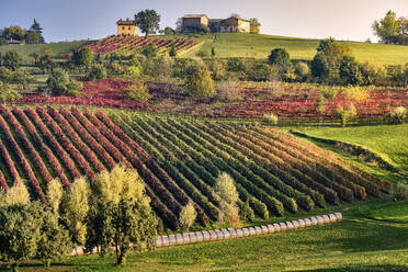 Autumn countryside landscape with a hill full of colored vineyards and a small house on top, Castelvetro di Modena, Emilia Romagna, Italy, Europe - RHPLF21910