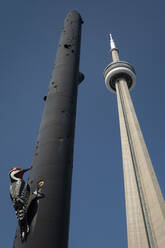 Fastwurmspecht-Säule im Schatten des CN Tower, Toronto, Ontario, Kanada, Nordamerika - RHPLF21916