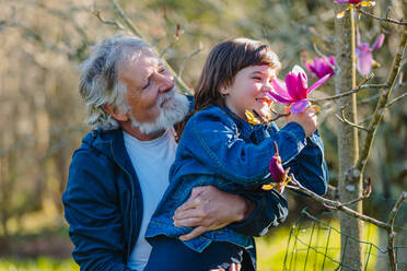 Elderly grandfather holding curious granddaughter touching branches of Magnolia campbellii with blooming inflorescence growing in garden - ADSF34212