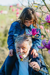 Bärtiger älterer Mann mit lächelnder Enkelin auf den Schultern, die blühende rosa Blumen auf einem Magnolia campbellii Baum im Frühlingswald berührt - ADSF34213