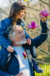 Bärtiger älterer Mann mit lächelnder Enkelin auf den Schultern, die blühende rosa Blumen auf einem Magnolia campbellii Baum im Frühlingswald berührt - ADSF34214