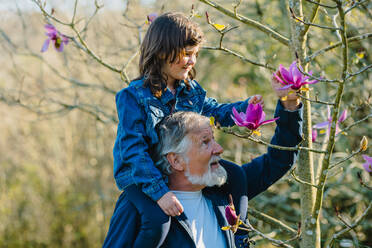 Bärtiger älterer Mann mit lächelnder Enkelin auf den Schultern, die blühende rosa Blumen auf einem Magnolia campbellii Baum im Frühlingswald berührt - ADSF34215