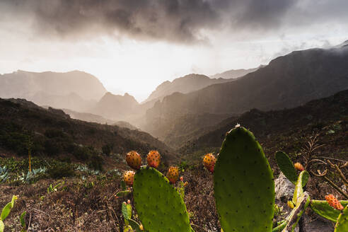 Stachelige Kakteen in einem Tal mit trockenen Pflanzen vor einer Hügelkette auf der Insel Teneriffa - ADSF34328