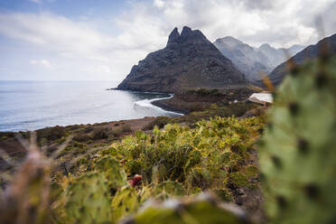 Green cactuses with prickles growing on shore with rough rocky mountains near rippling sea against cloudy sky in nature of Tenerife - ADSF34329