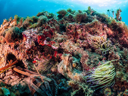 Raues, steiniges Riff, bedeckt mit weißen Anemonias, bunten Korallen und wilden Kraken in tiefblauem, klarem Wasser - ADSF34381