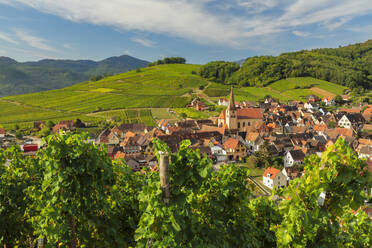 Niedermorschwihr, Elsass, Elsässische Weinstraße, Haut-Rhin, Frankreich, Europa - RHPLF21941