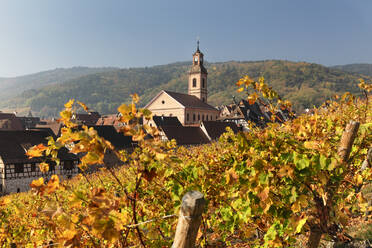 Riquewhir im Herbst, Elsass, Elsässische Weinstraße, Haut-Rhin, Frankreich, Europa - RHPLF21942