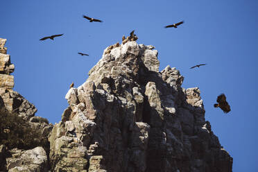 Geier fliegen über den felsigen Gipfel im Monfrague-Nationalpark - JCCMF05875