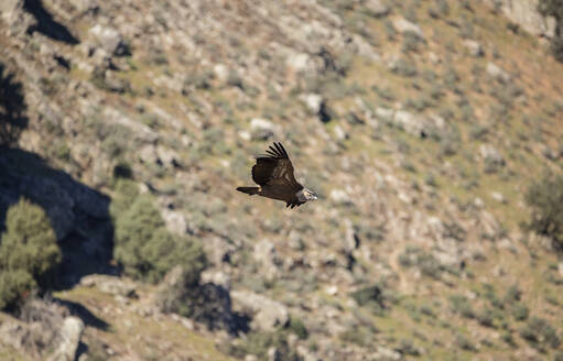 View of vulture in flight - JCCMF05879