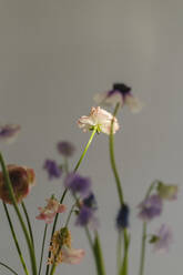 Frische Blumen vor einer Mauer - SEAF00712