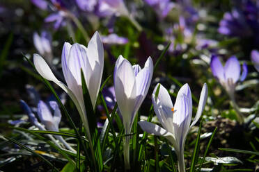 Violette Krokusse blühen im Vorfrühling - JTF02002