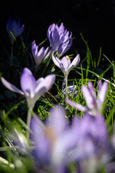 Purple crocuses blooming in early spring - JTF02003