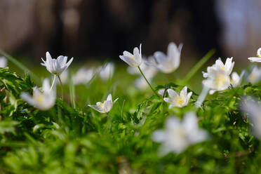 Wood anemones (Anemone Nemorosa) blooming in early spring - JTF02005
