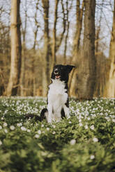 Border Collie sitzt im Gras im Wald - SSGF00524