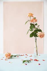Roses in vase by fallen petals on table against pink backdrop - IYNF00128