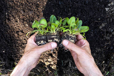 Hands of man planting lettuce seedlings in vegetable garden - NDF01382