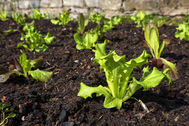 Lettuce seedlings growing in vegetable garden - NDF01383