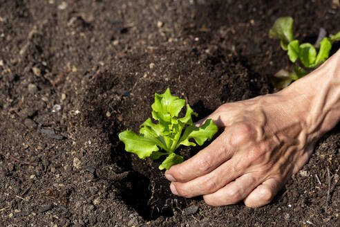 Hand of man planting lettuce seedlings in vegetable garden - NDF01386