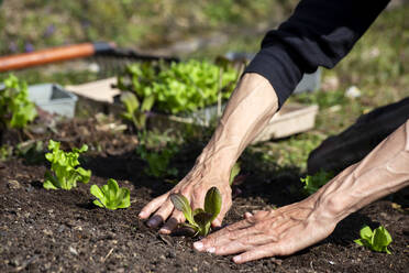 Hände eines Mannes beim Pflanzen von Salatsetzlingen im Gemüsegarten - NDF01387