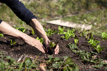 Hands of man planting lettuce seedlings in vegetable garden - NDF01392