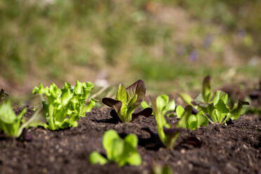 Lettuce seedlings growing in vegetable garden - NDF01393