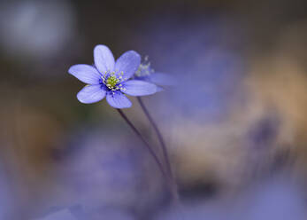 Im Frühjahr blühende Leberblümchen (Anemone hepatica) - BSTF00193
