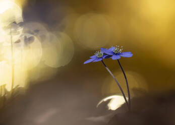 Im Frühjahr blühende Leberblümchen (Anemone hepatica) - BSTF00194