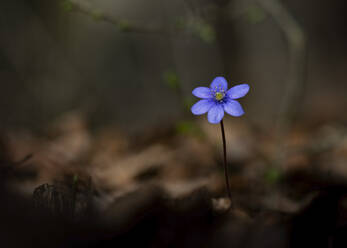 Gewöhnliche Leberblümchen (Anemone hepatica) blühen im Frühjahr - BSTF00195