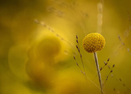 Billy button (Craspedia glauca) growing in spring - BSTF00196