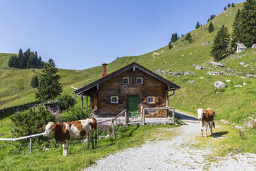 Deutschland, Bayern, Bad Wiessee, Zwei Kühe stehen vor einer Berghütte in den Bayerischen Voralpen - FOF13104