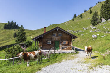 Germany, Bavaria, Bad Wiessee, Two cows standing in front of mountain hut in Bavarian Prealps - FOF13104