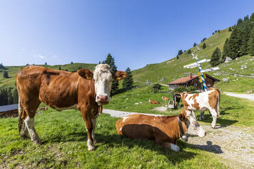 Deutschland, Bayern, Bad Wiessee, Kühe auf der Sommerweide - FOF13105