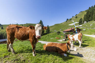 Germany, Bavaria, Bad Wiessee, Cows relaxing in summer pasture - FOF13105