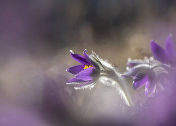 Im Frühjahr blühende Schachbrettblumen (Pulsatilla vulgaris) - BSTF00199