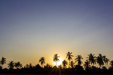 Sonnenuntergang hinter Silhouetten von Palmen - NDF01396