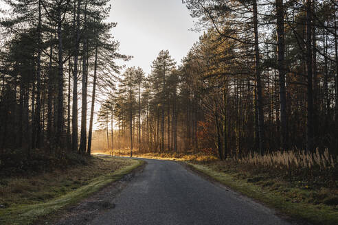 UK, Wales, Asphalt road cutting through Newborough Forest at sunset - WPEF05936