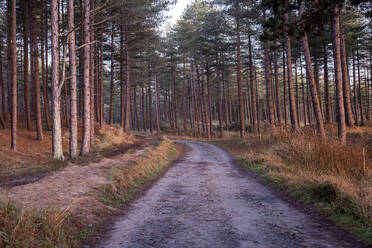 UK, Wales, Leerer Feldweg im Newborough Forest in der Abenddämmerung - WPEF05941