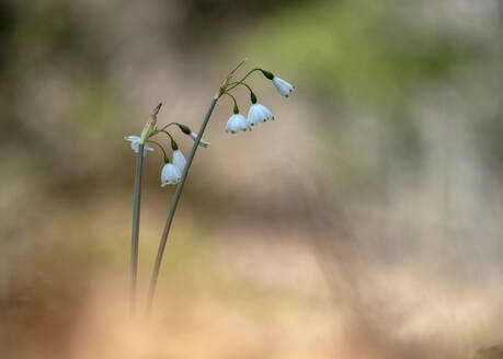 Blaue Frühlingsschneeflocken (Leucojum vernum) blühen im Frühling - BSTF00201