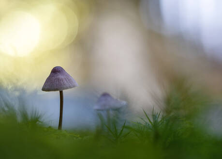 Small Mycenaceae mushrooms growing outdoors - BSTF00202