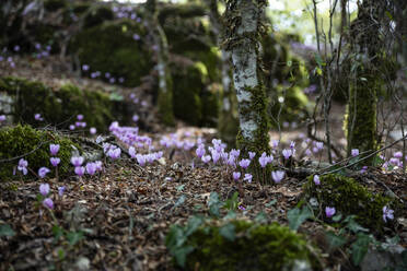 Pink wildflowers blooming on forest floor - MAMF02144