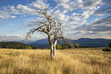 Griechenland, Epirus, Einzelner kahler Baum auf dem Weg zum Aussichtspunkt Beloi im Vikos-Aoos-Nationalpark - MAMF02149