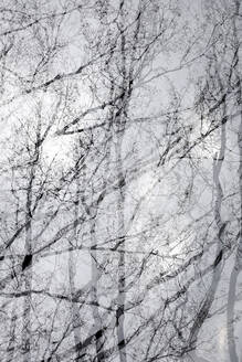 Mehrfachbelichtung kahler Bäume im Winter - JTF02007