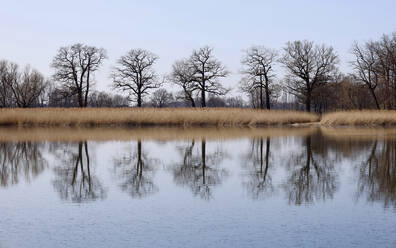 Deutschland, Sachsen, See, in dem sich Schilf und kahle Bäume im Spätwinter spiegeln - JTF02011